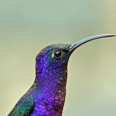 15.  SABREWING..  VIOLET. male.     Toucanet Lodge, C.R..jpg
