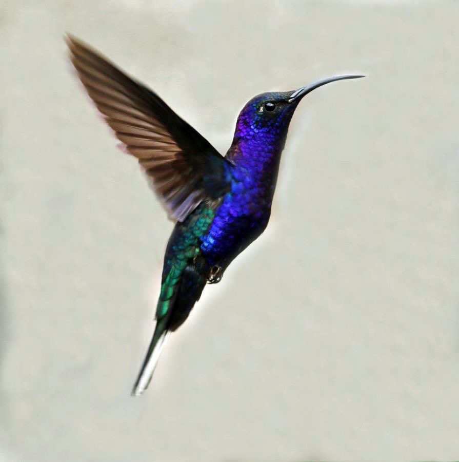 16,  SABREWING.  VIOLET male  Toucanet Lodge C.R,.jpg