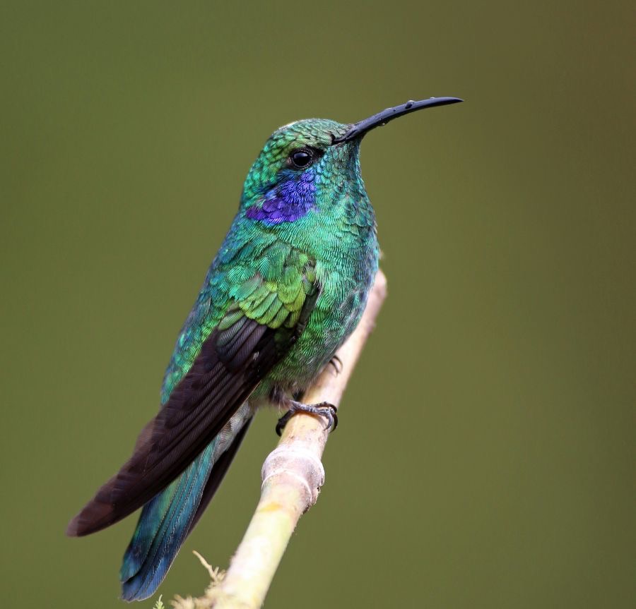 17.    VIOLET-EAR    GREEN             San  Gerardo  C.R..jpg