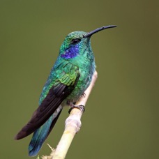 17.    VIOLET-EAR    GREEN             San  Gerardo  C.R..jpg