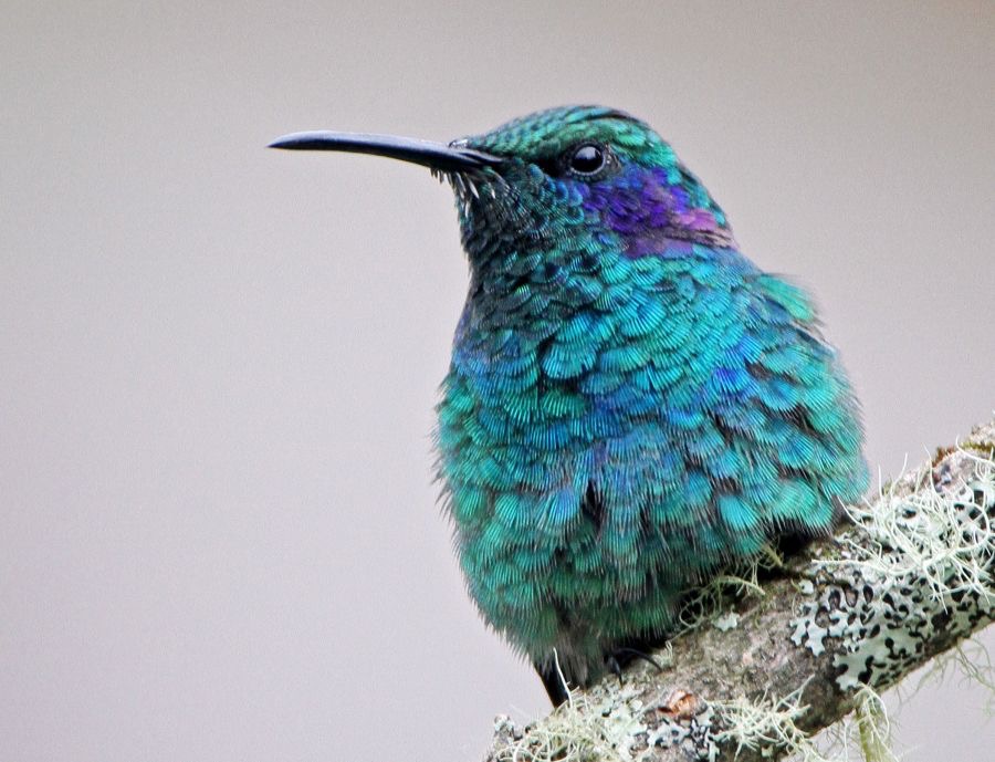 18.    VIOLET-EAR  GREEN..      Savegre.  C.R..jpg