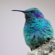 18.    VIOLET-EAR  GREEN..      Savegre.  C.R..jpg