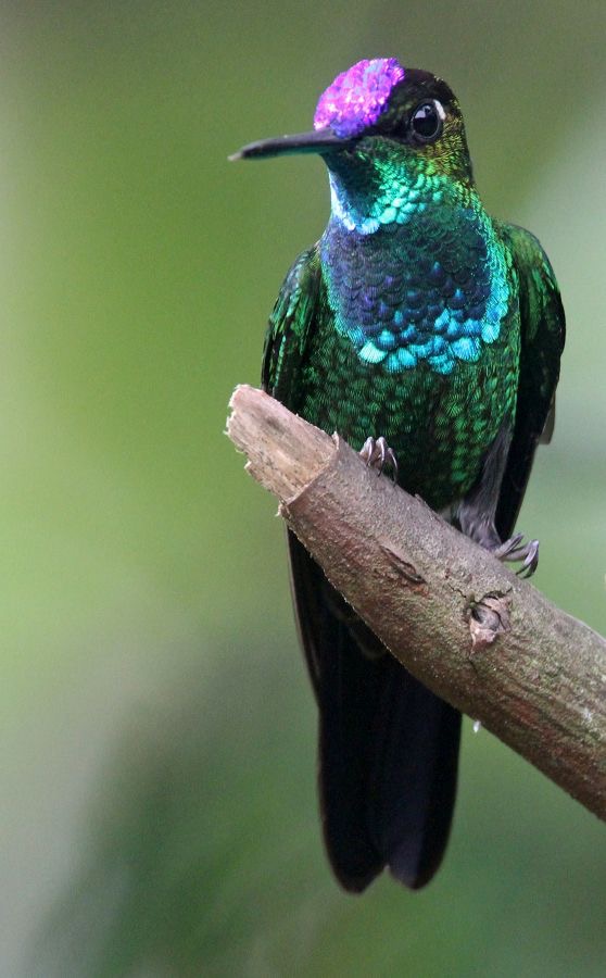 20.  BRILLIANT   VIOLET    FRONTED male      Copalinga  ECU.jpg