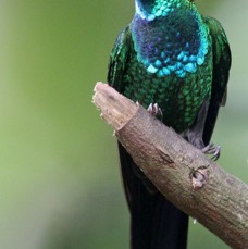 20.  BRILLIANT   VIOLET    FRONTED male      Copalinga  ECU.jpg