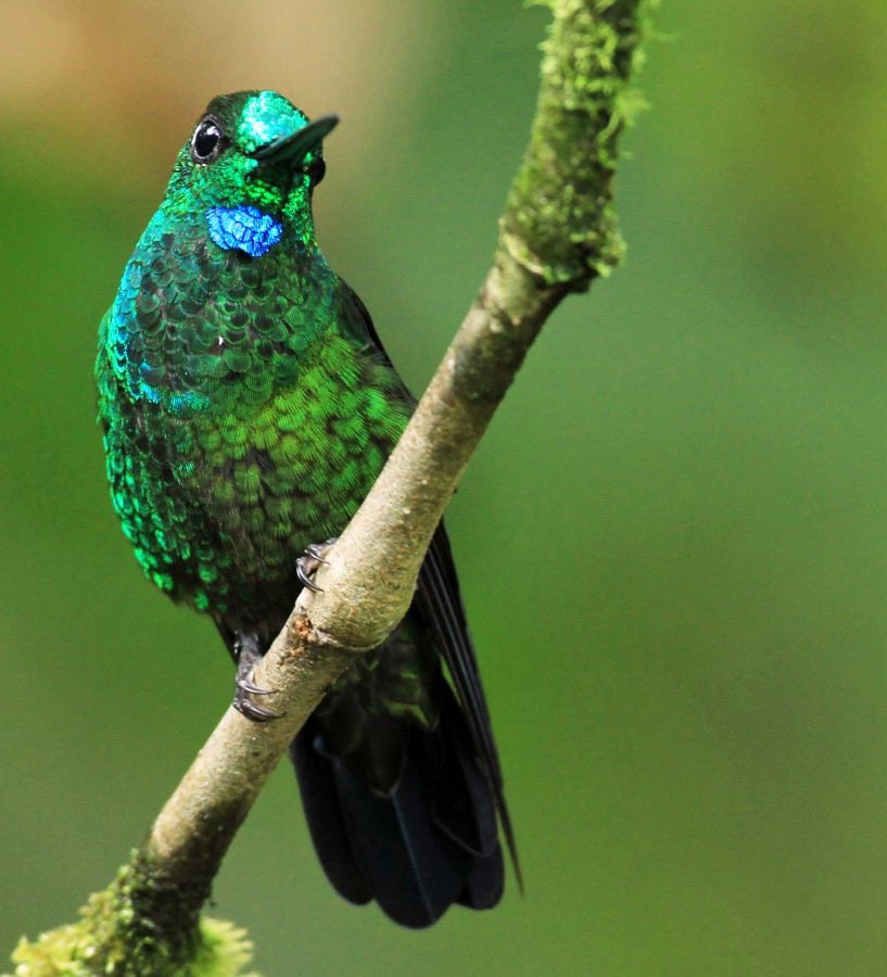 21.  BRILLIANT..  GREEN CROWNED    Milpe ECU.jpg