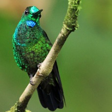 21.  BRILLIANT..  GREEN CROWNED    Milpe ECU.jpg