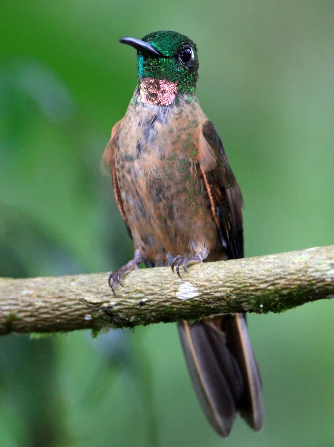 22.  BRILLIANT...  FAWN  BREASTED   Tandayapa  ECU.jpg