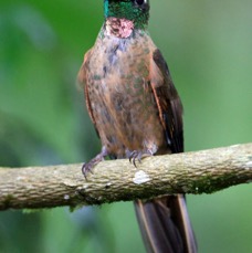 22.  BRILLIANT...  FAWN  BREASTED   Tandayapa  ECU.jpg