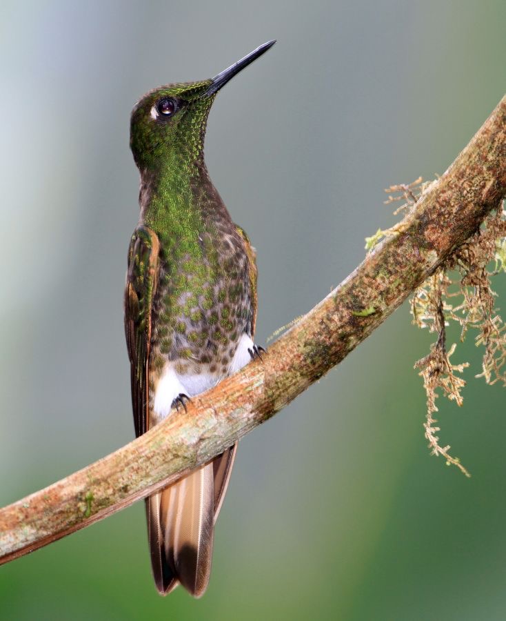 25.  CORONET.     BUFF TAILED      Tandayapa ECU.jpg