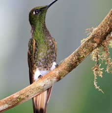 25.  CORONET.     BUFF TAILED      Tandayapa ECU.jpg