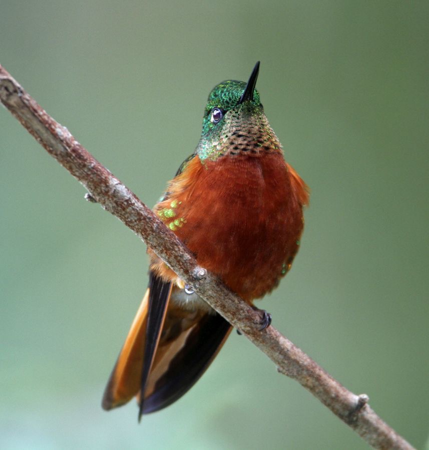 26.  CORONET.   CHESTNUT BREASTED     Copalinga ECU.jpg