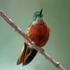 26.  CORONET.   CHESTNUT BREASTED     Copalinga ECU.jpg