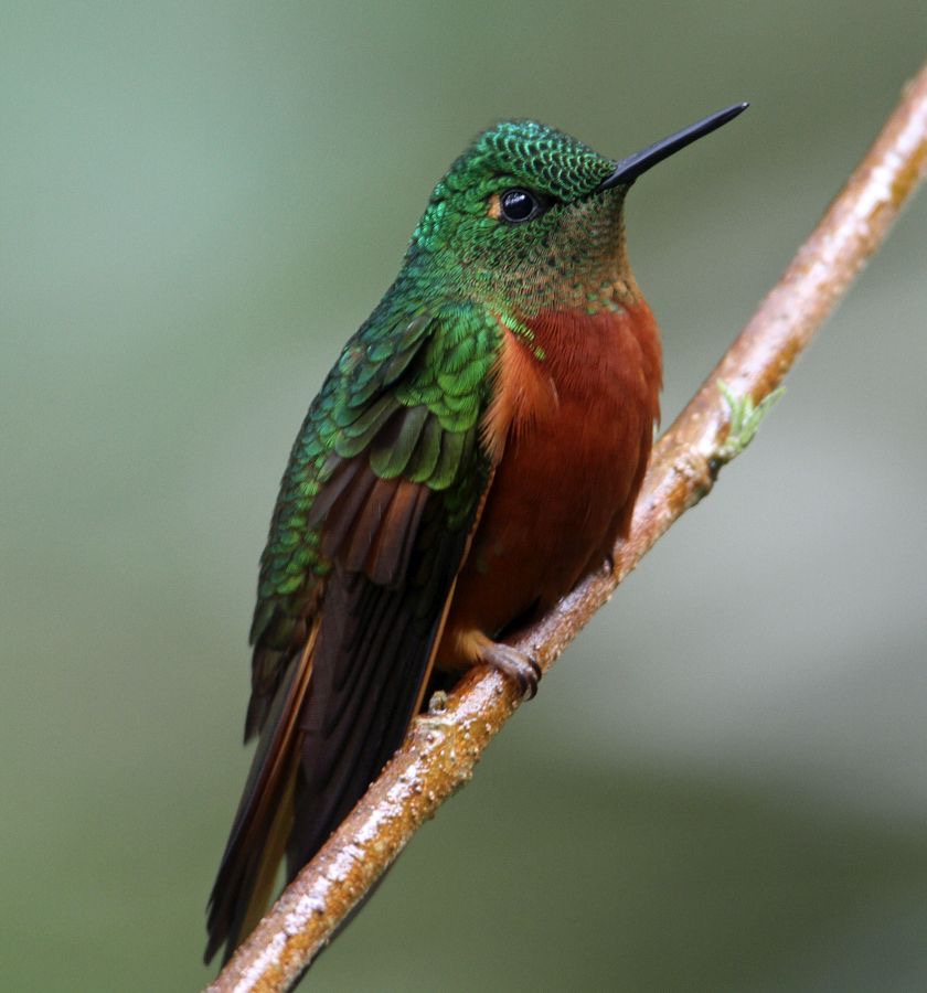 27.  CORONET.  CHESTNUT BREASTED    Tapichalaca ECU.jpg