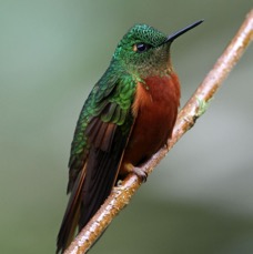 27.  CORONET.  CHESTNUT BREASTED    Tapichalaca ECU.jpg