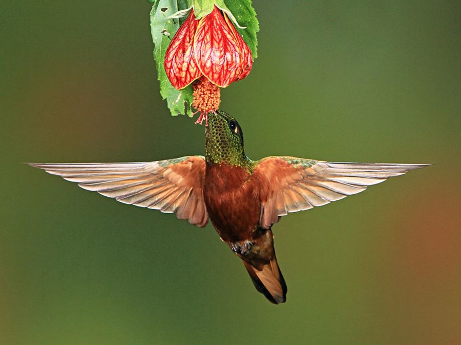 28.  CORONET.  CHESTNUT BREASTED  Guango ECU.jpg