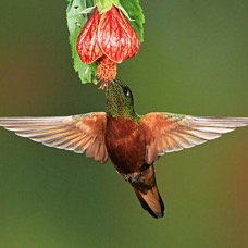 28.  CORONET.  CHESTNUT BREASTED  Guango ECU.jpg