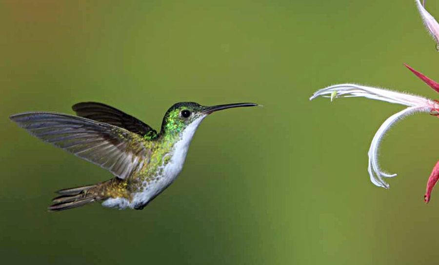 29.  EMERALD ANDEAN    Tandayapa ECU.jpg