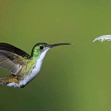 29.  EMERALD ANDEAN    Tandayapa ECU.jpg