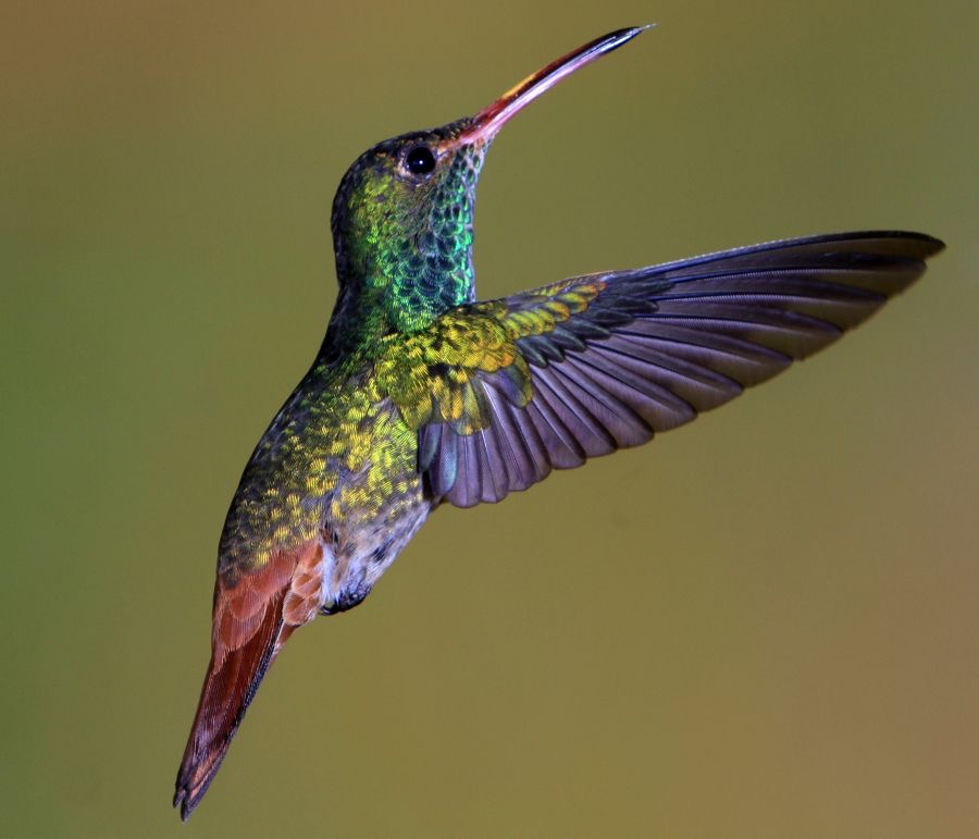 30.  RUFOUS   TAILED HUMMINGBIRD    Tandayapa ECU.jpg