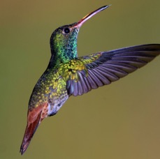 30.  RUFOUS   TAILED HUMMINGBIRD    Tandayapa ECU.jpg