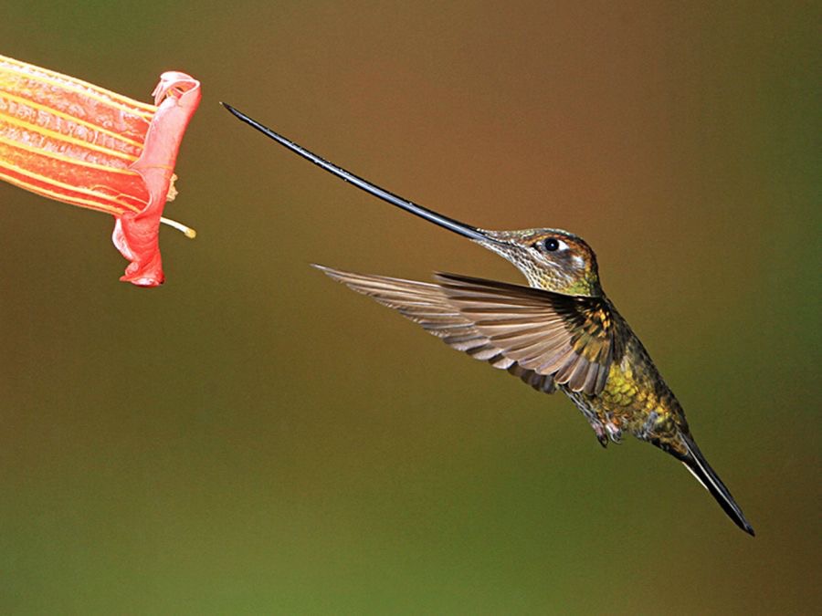 31.   SWORD     BILLED HUMMINGBIRD      Guango. ECU.jpg