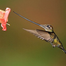 31.   SWORD     BILLED HUMMINGBIRD      Guango. ECU.jpg