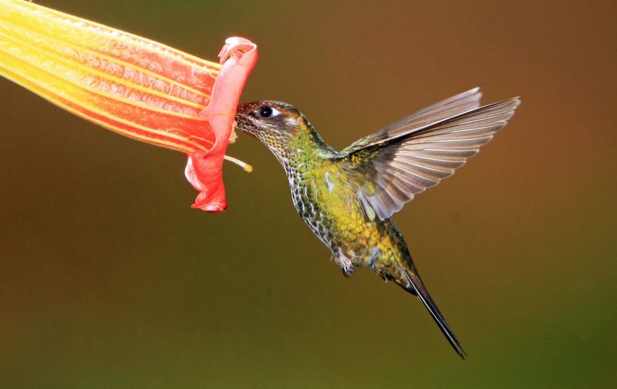32.   SWORD   BILLED HUMMINGBIRD   Guango ECU.jpg
