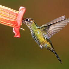 32.   SWORD   BILLED HUMMINGBIRD   Guango ECU.jpg