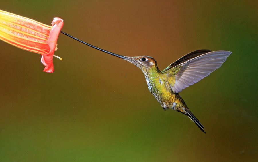 33.    SWORD  BILLED  HUMMINGBIRD    Guango ECU.JPG