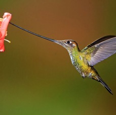 33.    SWORD  BILLED  HUMMINGBIRD    Guango ECU.JPG