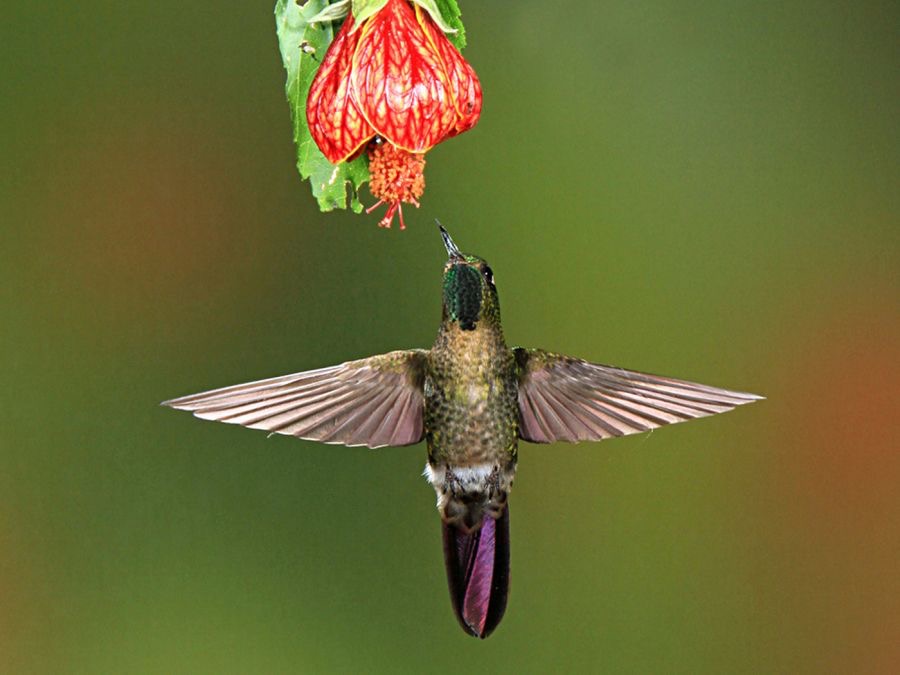 36.  METAL-TAIL  TYRIAN      Guango ECU.jpg