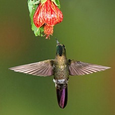 36.  METAL-TAIL  TYRIAN      Guango ECU.jpg