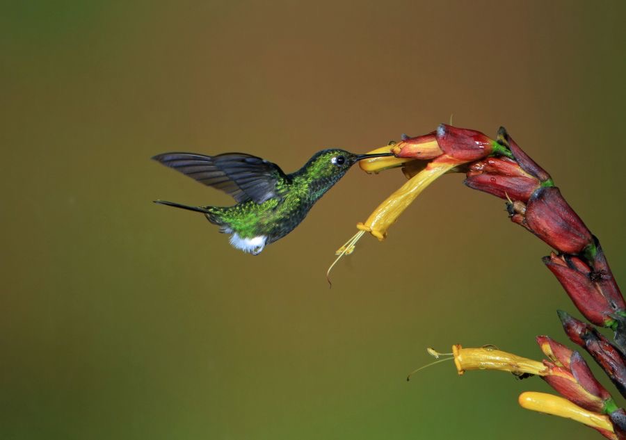37.  PUFFLEG  SAPPHIRE VENTED    Tandayapa ECU.jpg