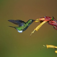 37.  PUFFLEG  SAPPHIRE VENTED    Tandayapa ECU.jpg