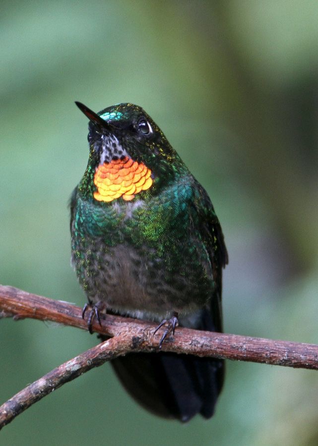 40.  SUNANGEL    FLAME THROATED        Tapichalaca ECU.jpg