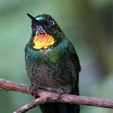 40.  SUNANGEL    FLAME THROATED        Tapichalaca ECU.jpg