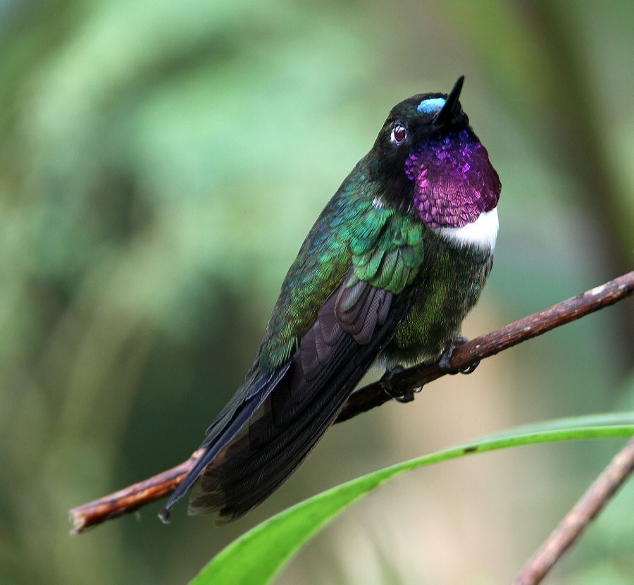 41.  SUNANGEL  AMETHYST THROATED   Tapichalaca ECU.jpg