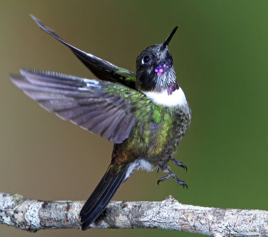 42.  SUNANGEL AMETHYST THROATED   Tapichalaca ECU.jpg