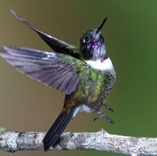 42.  SUNANGEL AMETHYST THROATED   Tapichalaca ECU.jpg