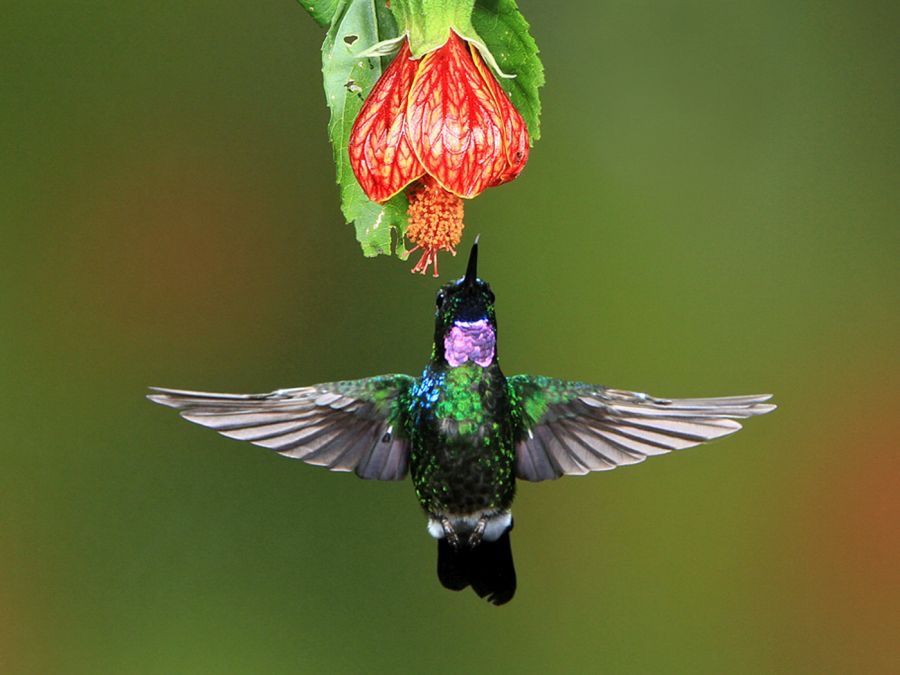 43.  SUNANGEL TOURMALINE     Guango  ECU.jpg