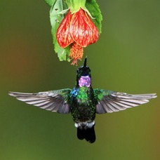 43.  SUNANGEL TOURMALINE     Guango  ECU.jpg