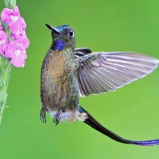 45.  SYLPH         VIOLET TAILED   male Mindo Lomo. ECU.jpg