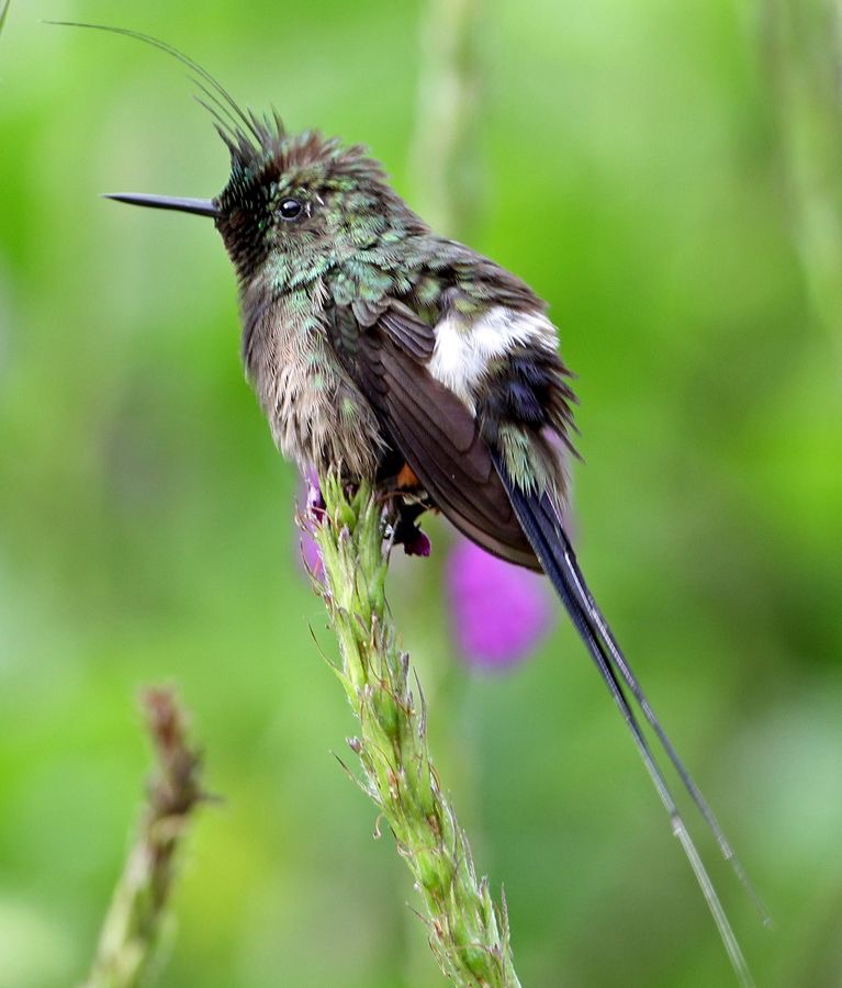 46.  THORNTAIL   WIRE  CRESTED   male  Copalinga ECU.jpg