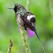 46.  THORNTAIL   WIRE  CRESTED   male  Copalinga ECU.jpg