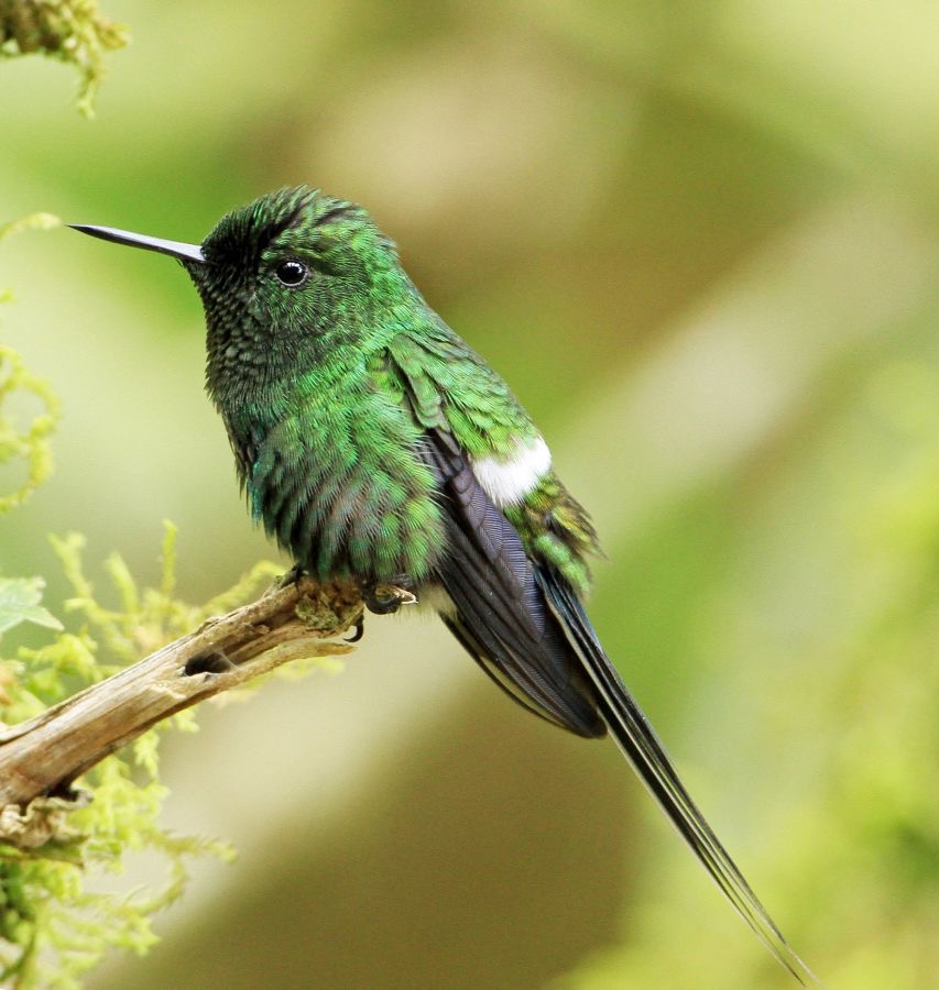 47.  THORNTAIL  GREEN  male  Milpe ECU.jpg