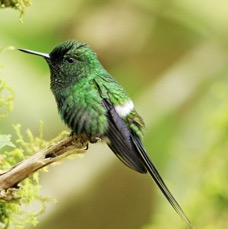 47.  THORNTAIL  GREEN  male  Milpe ECU.jpg