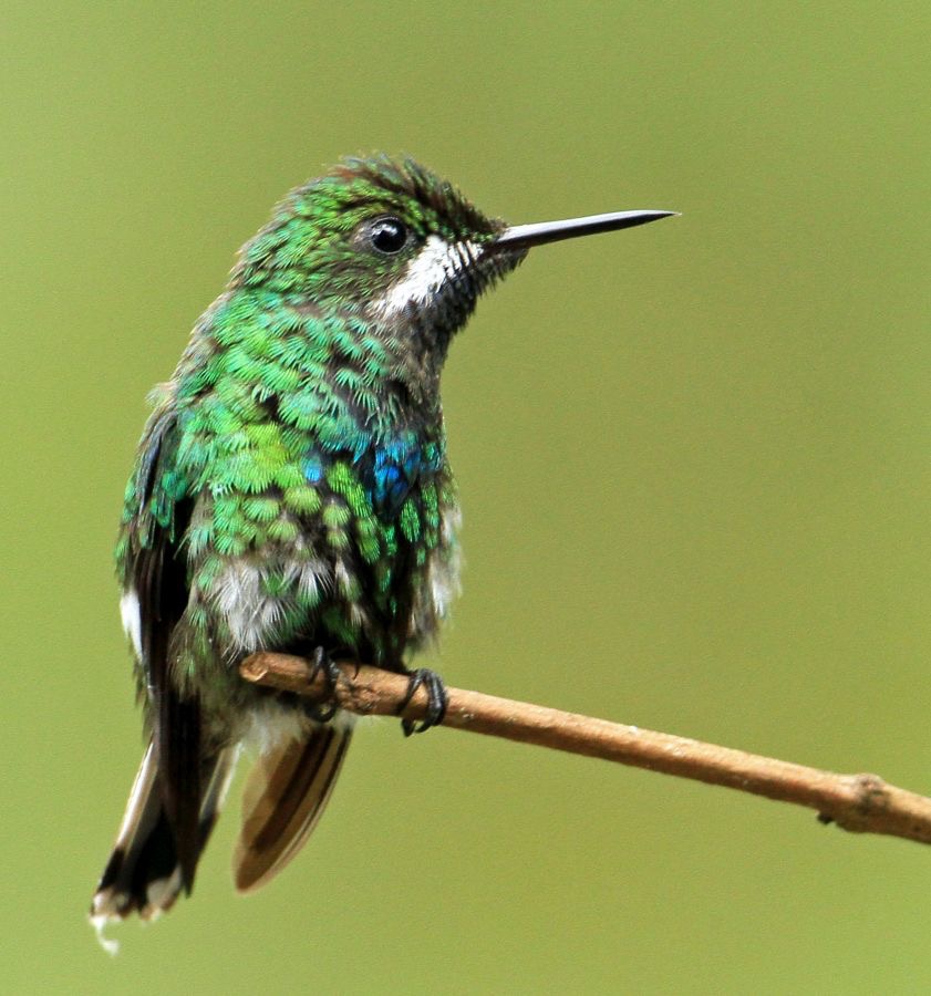 48.  THORNTAIL.   GREEN   female  Milpe ECU.jpg
