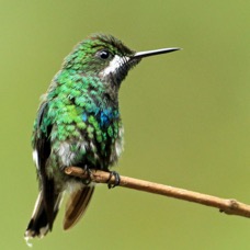 48.  THORNTAIL.   GREEN   female  Milpe ECU.jpg