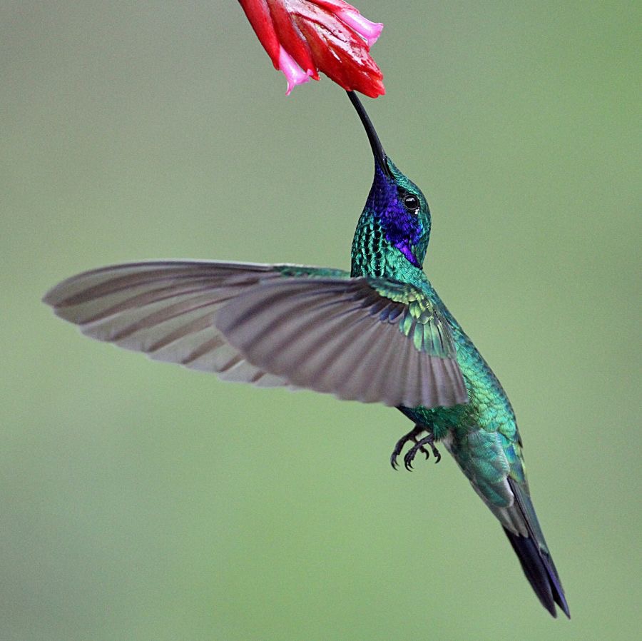 50.  VIOLET-EAR   SPARKLING     S.J.Quito  ECU.jpg