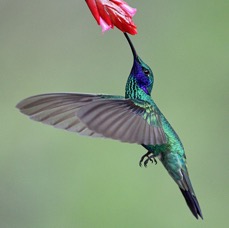 50.  VIOLET-EAR   SPARKLING     S.J.Quito  ECU.jpg
